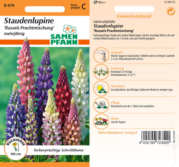 Staudenlupinen Russels Mix