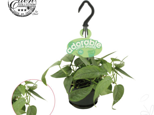 Epipremnum pinnatum -Cebu Blue-
