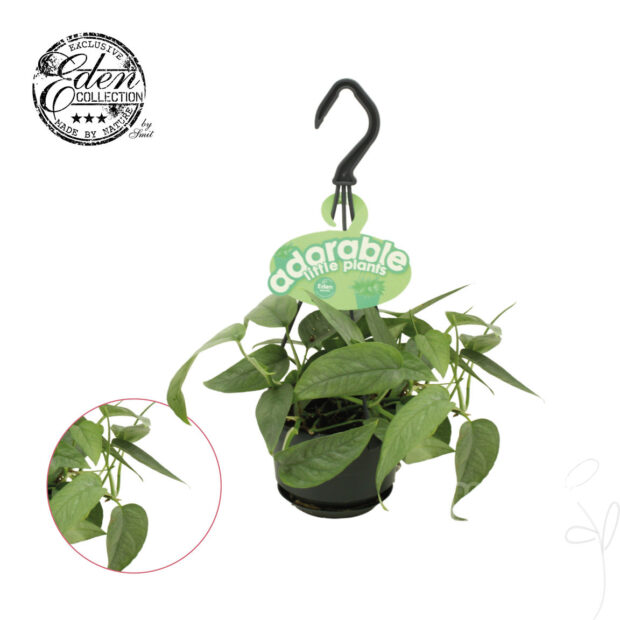 Epipremnum pinnatum -Cebu Blue-
