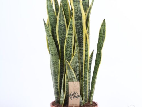 Sansevieria trifasciata -Laurentii-