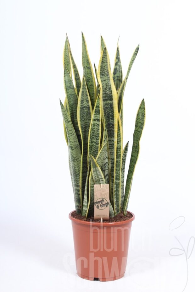 Sansevieria trifasciata -Laurentii-
