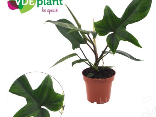 Philodendron sonstig Florida Green