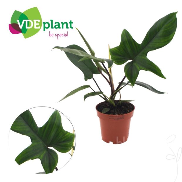 Philodendron sonstig Florida Green