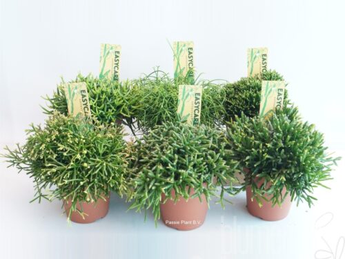 Rhipsalis gemischt