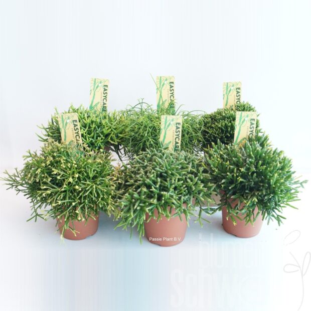 Rhipsalis gemischt
