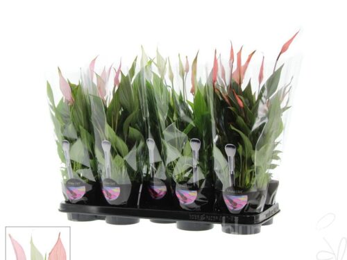 Spathiphyllum -Bellini-