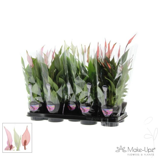 Spathiphyllum -Bellini-