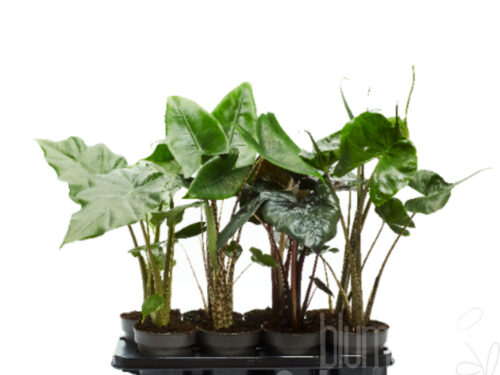 Alocasia gemischt