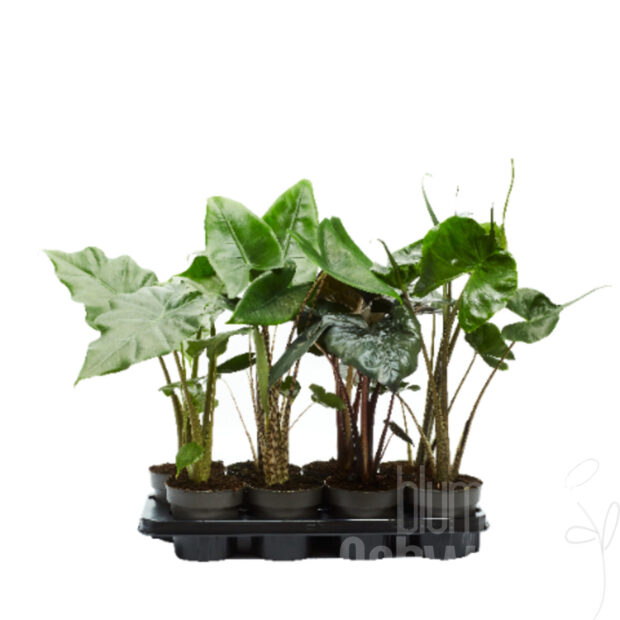 Alocasia gemischt
