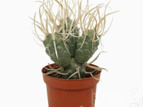 Tephrocactus articulatus