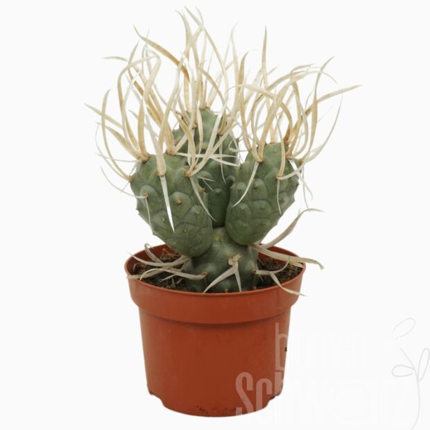 Tephrocactus articulatus