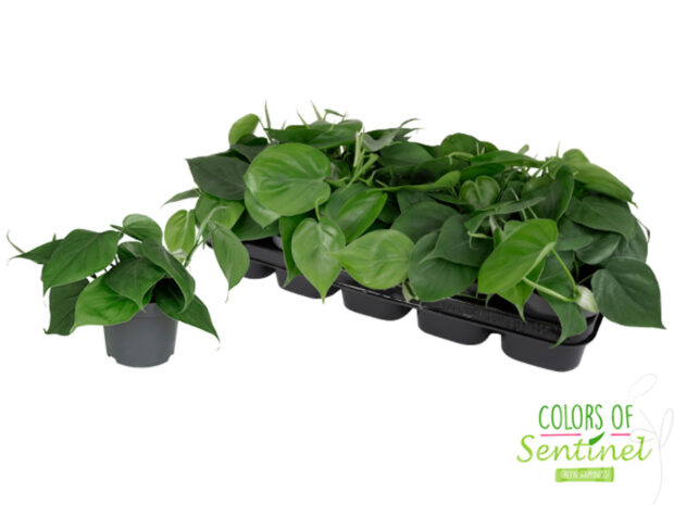 Philodendron scandens