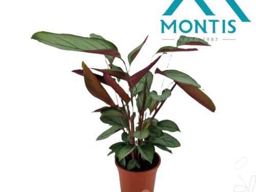 Ctenanthe sonstig Setosa