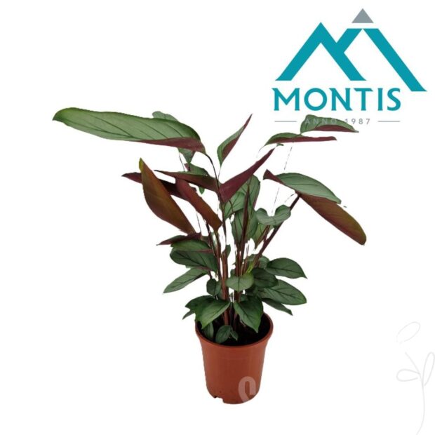 Ctenanthe sonstig Setosa