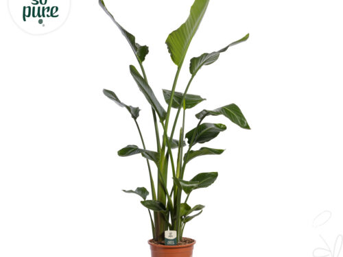 Strelitzia nicolai