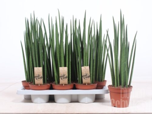 Sansevieria bacularis Mikado