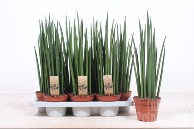 Sansevieria bacularis Mikado