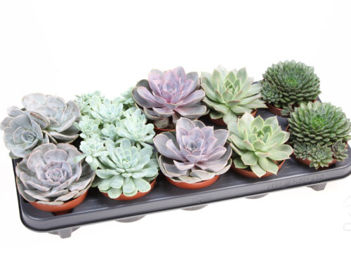 Echeveria gemischt