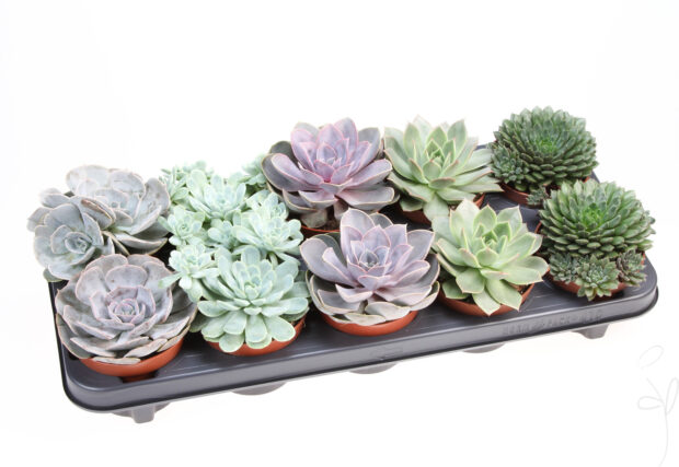 Echeveria gemischt