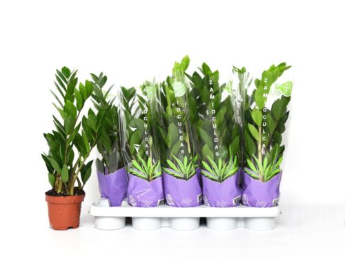 Zamioculcas zamiifolia
