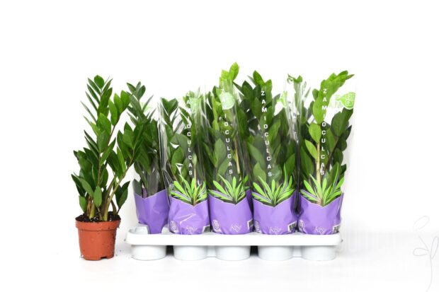 Zamioculcas zamiifolia
