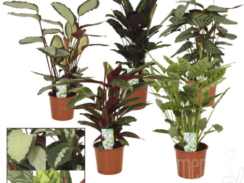 Calathea gemischt