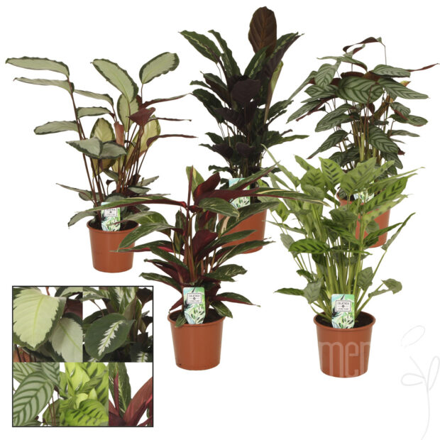 Calathea gemischt