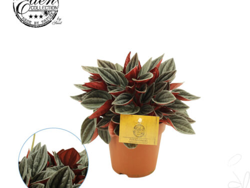 Peperomia caperata Santorini