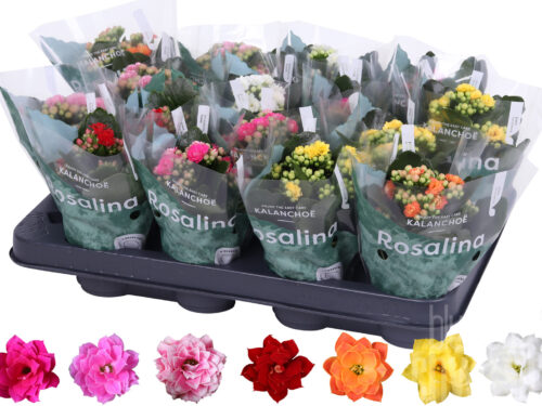 Kalanchoe blossfeldiana gefüllt Rosalina gemischt divers