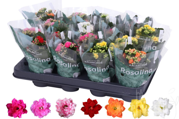 Kalanchoe blossfeldiana gefüllt Rosalina gemischt divers