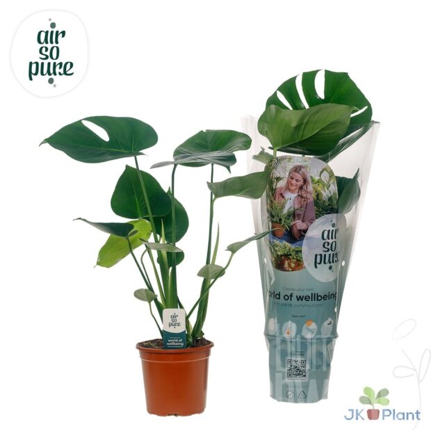 Monstera deliciosa