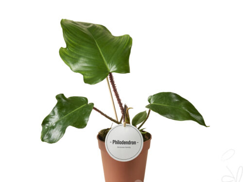 Philodendron sonstig Squamiferum