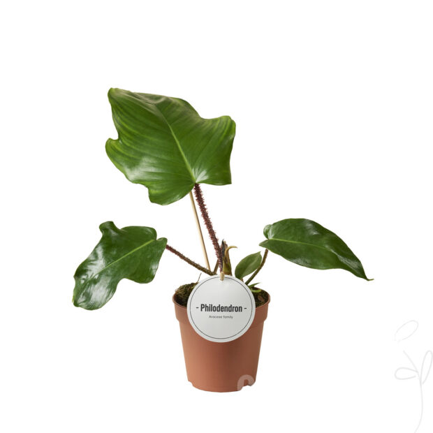 Philodendron sonstig Squamiferum