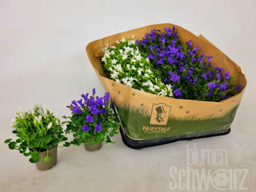 Campanula