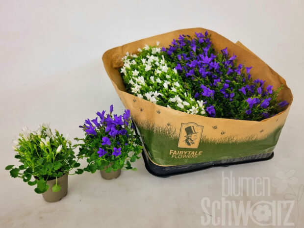 Campanula