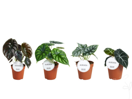 Alocasia gemischt