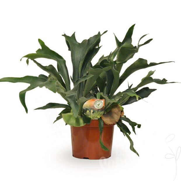 Platycerium bifurcatum