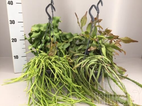 Rhipsalis gemischt