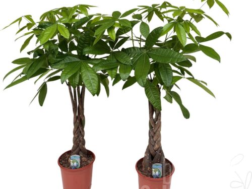 Pachira aquatica