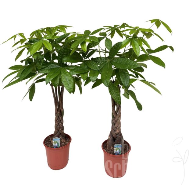 Pachira aquatica