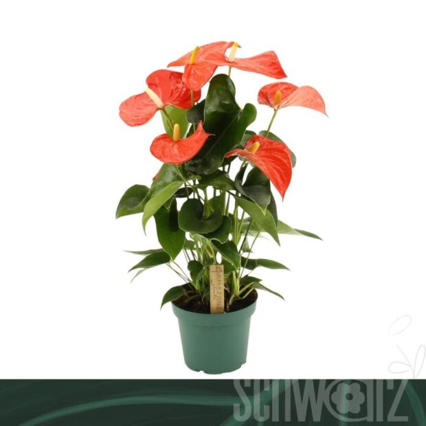 Anthurium (Andreanum Grp) Florida