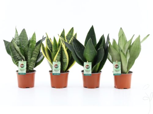 Sansevieria sonstig Mix