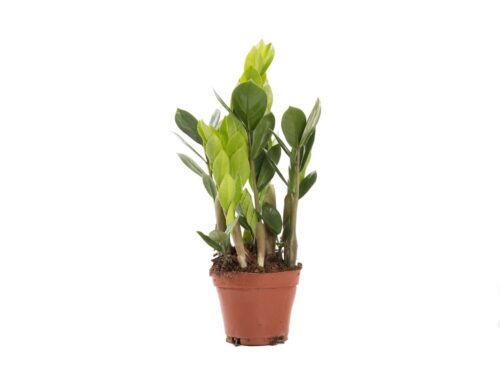 Zamioculcas zamiifolia