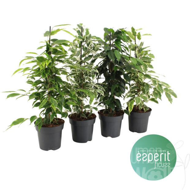 Ficus benjamina gemischt
