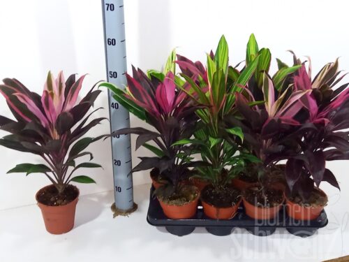 Cordyline sonstig gemischt