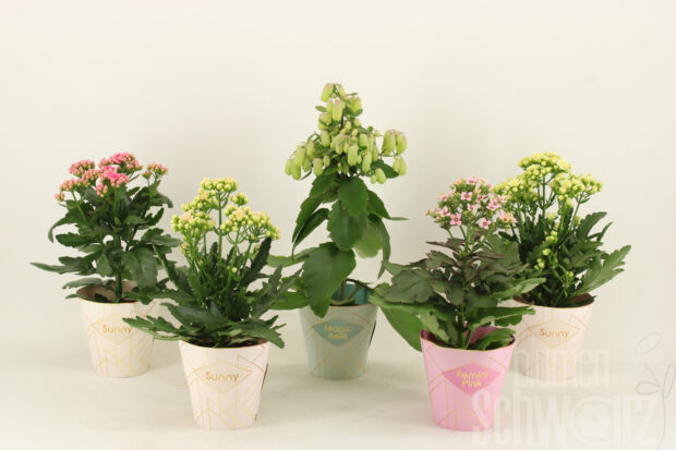 Kalanchoe einfach blossfeldiana Veranda gemischt