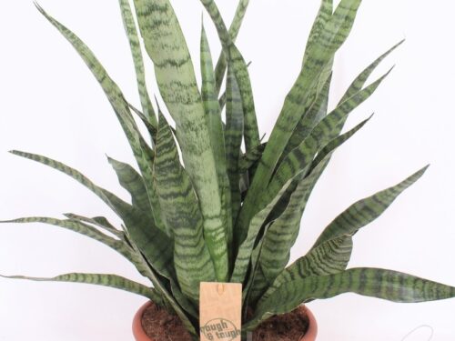Sansevieria cylindrica sonstig Diamond Green