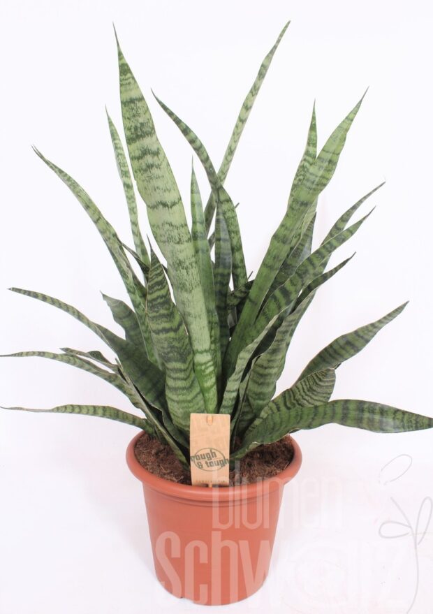 Sansevieria cylindrica sonstig Diamond Green