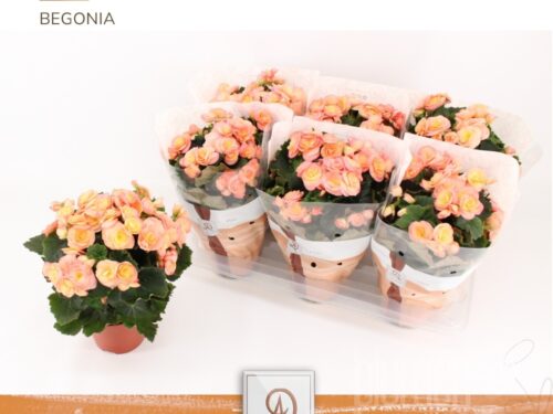 Begonia (Elatior Grp) gefüllt blühend Hailey Sunset
