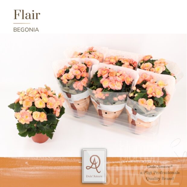 Begonia (Elatior Grp) gefüllt blühend Hailey Sunset
